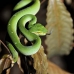 viper_green_tangkoko_v_0045_sul1218.jpg